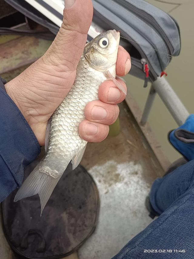 饵料|连杆停不下来,嘴都给乐歪了