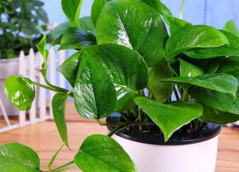 厨房油烟机的废油，30天给绿萝喂一次，叶片油绿猛长新芽