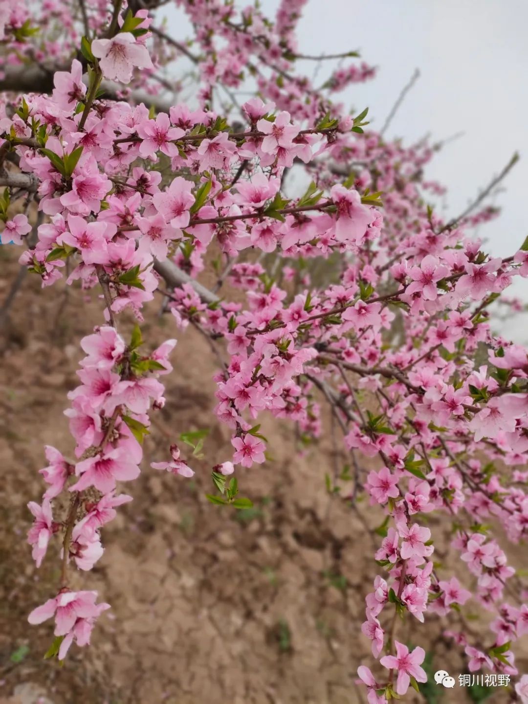 安徽|在那桃花盛开的地方---富平县北韩家
