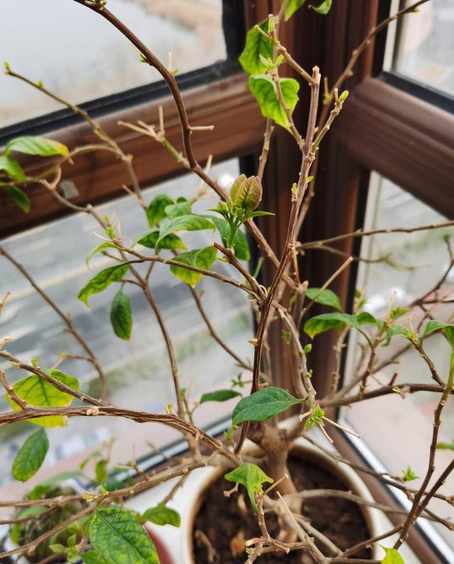 奶奶对我说，卧室别养7类花，仔细想一想，不是“迷信”是科学