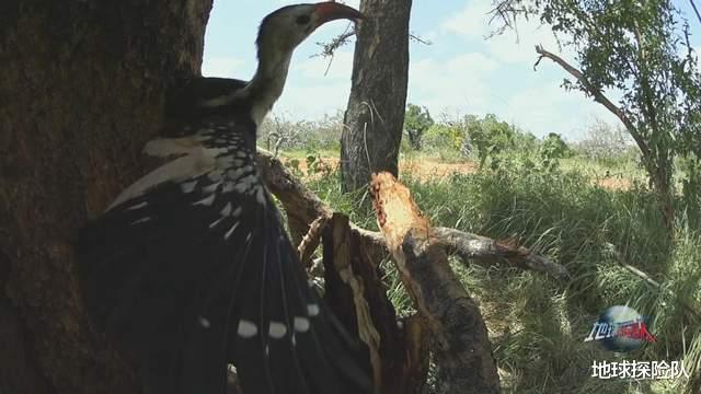 豆瓣9.6分纪录片,人类间谍混入动物群体,拍下奇趣画面