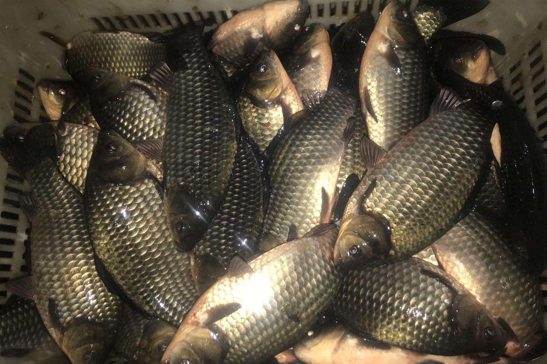 |学会就风和就水，只要有水，就不怕钓不到鲫鱼