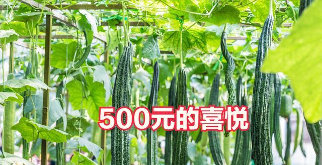 江苏女子花500元租了一块地,半年后硕果累累,网友:太值了