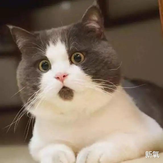 殷世航|小猪先生婚礼嘉宾阵容强大，夺笋网友：看你怎么一见钟情