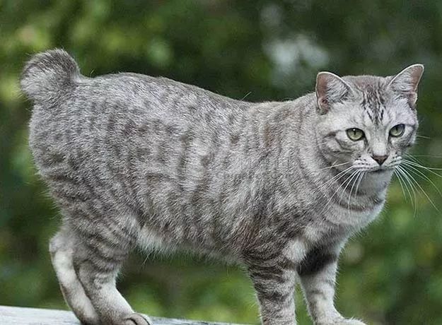 Get新知识了 原来短尾猫有这么多品种!