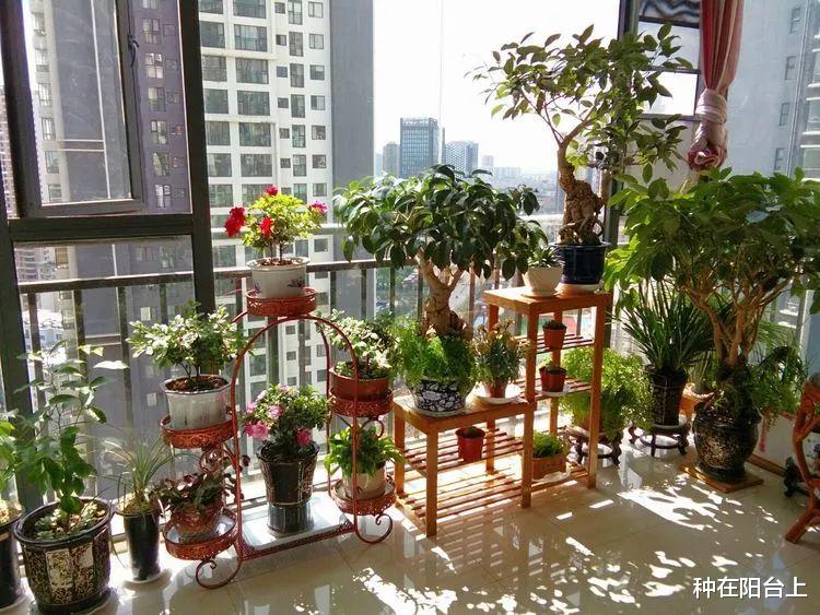 “自动”调节阳台上的光照,从此在阳台上种花自由、种菜自由!