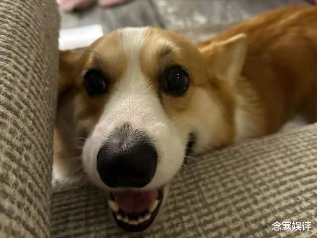 王思聪|王思聪定位杭州没出国，晒出家中爱犬和公仔，似乎在迎接孩子出生