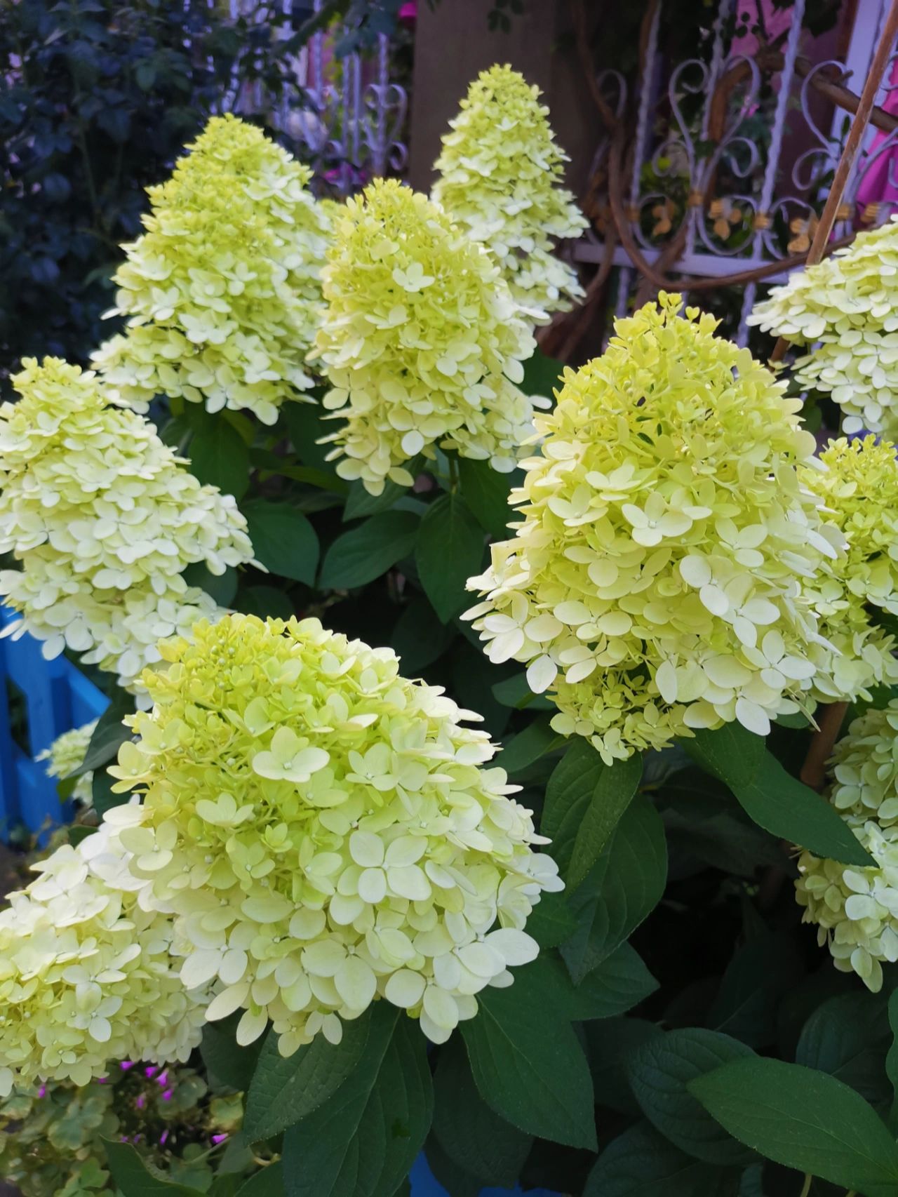 如果有地,一定要回农村建个房子和院子,那才是我们向往的生活