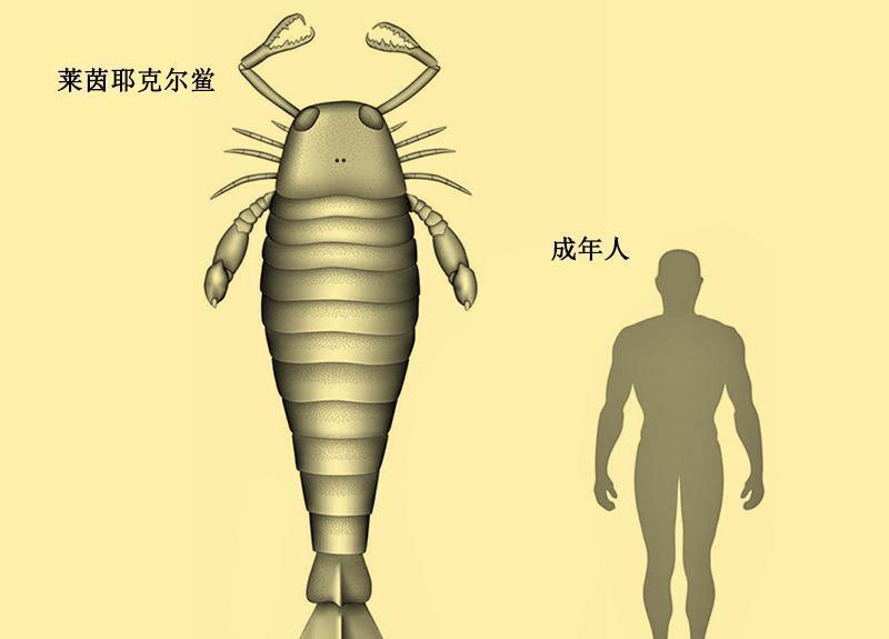 蜻蜓大得像老鹰!恐怖的“巨虫时代”,因为什么而终结?