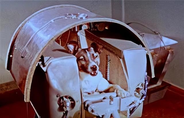 首只进入太空的狗,在宇宙滞留六十多年,人类为什么要毒死它?