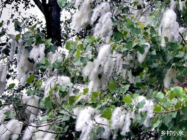 老人说“宅不栽五阴之木”,院子里不能栽哪5种树?