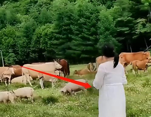 余秀华|46岁余秀华去放羊,身材发福肚子微隆似怀孕,网友:杨槠策好福气