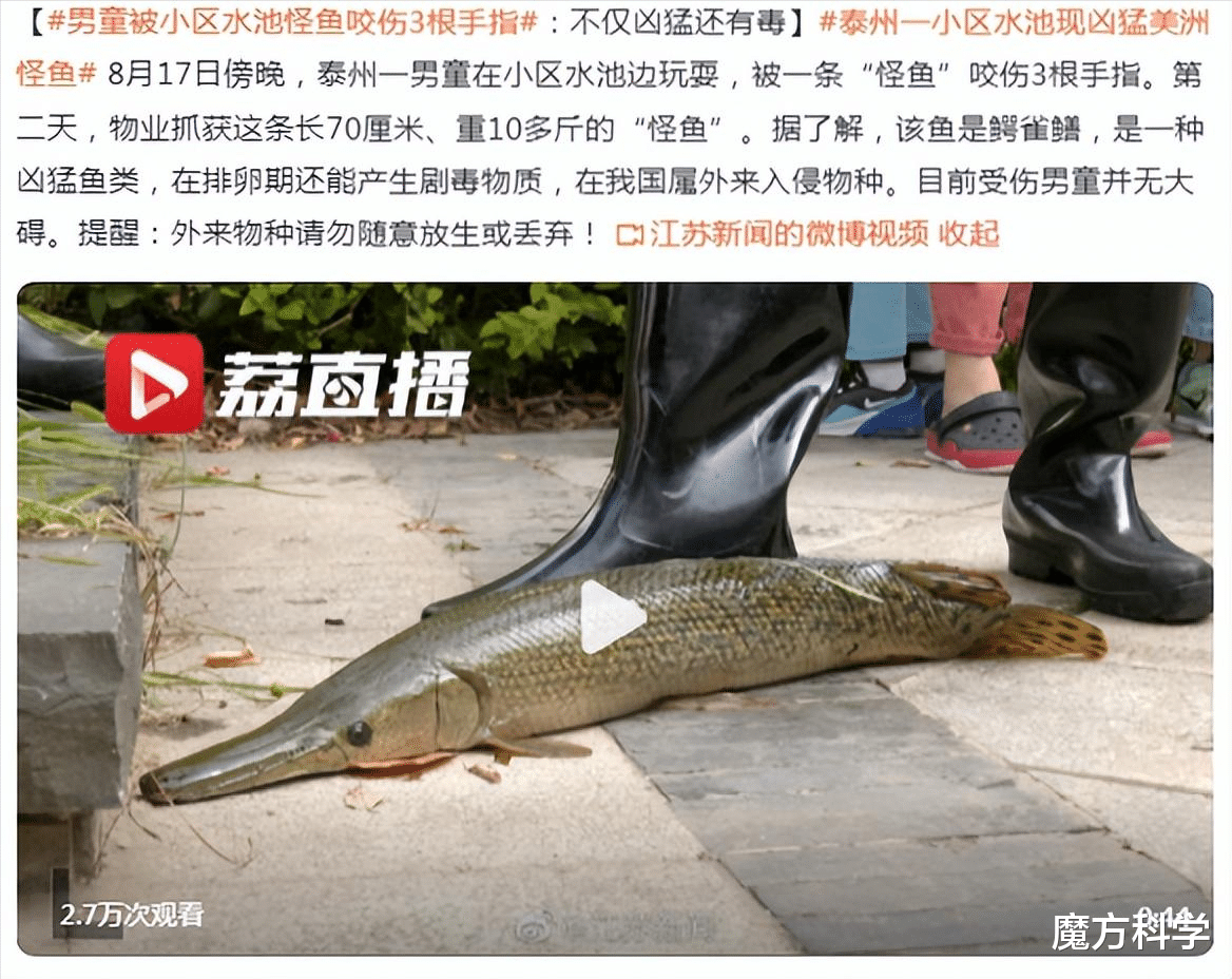汝州“怪鱼”有多毒、直播3天为啥久久没抓到?专家直言挺失败