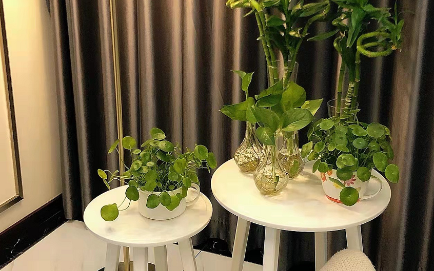 卫生间常放这3种植物难闻的味道没了,还四季常青格外养眼