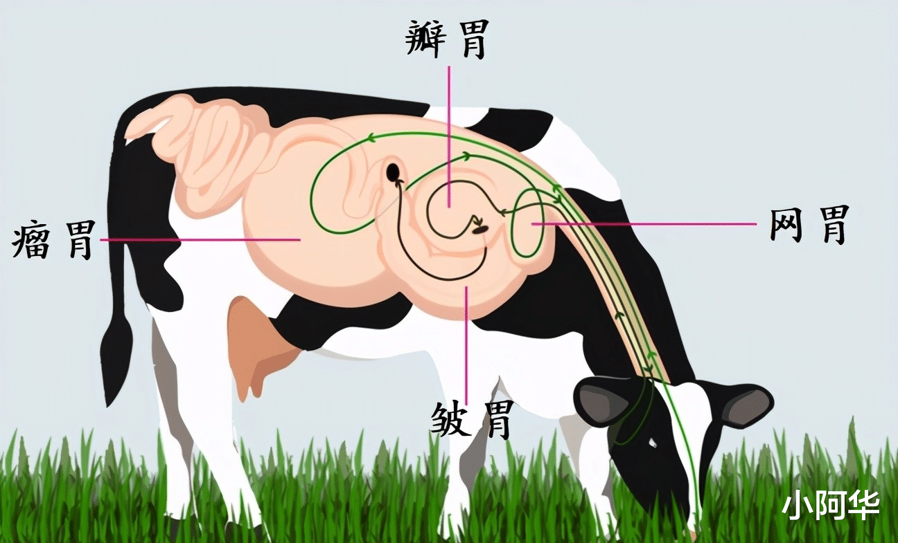 大象吃同类粪便?