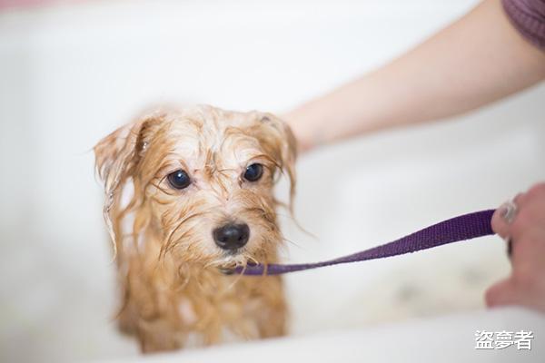 家里有跳蚤怎么办,掌握以下技巧可以彻底消灭它们