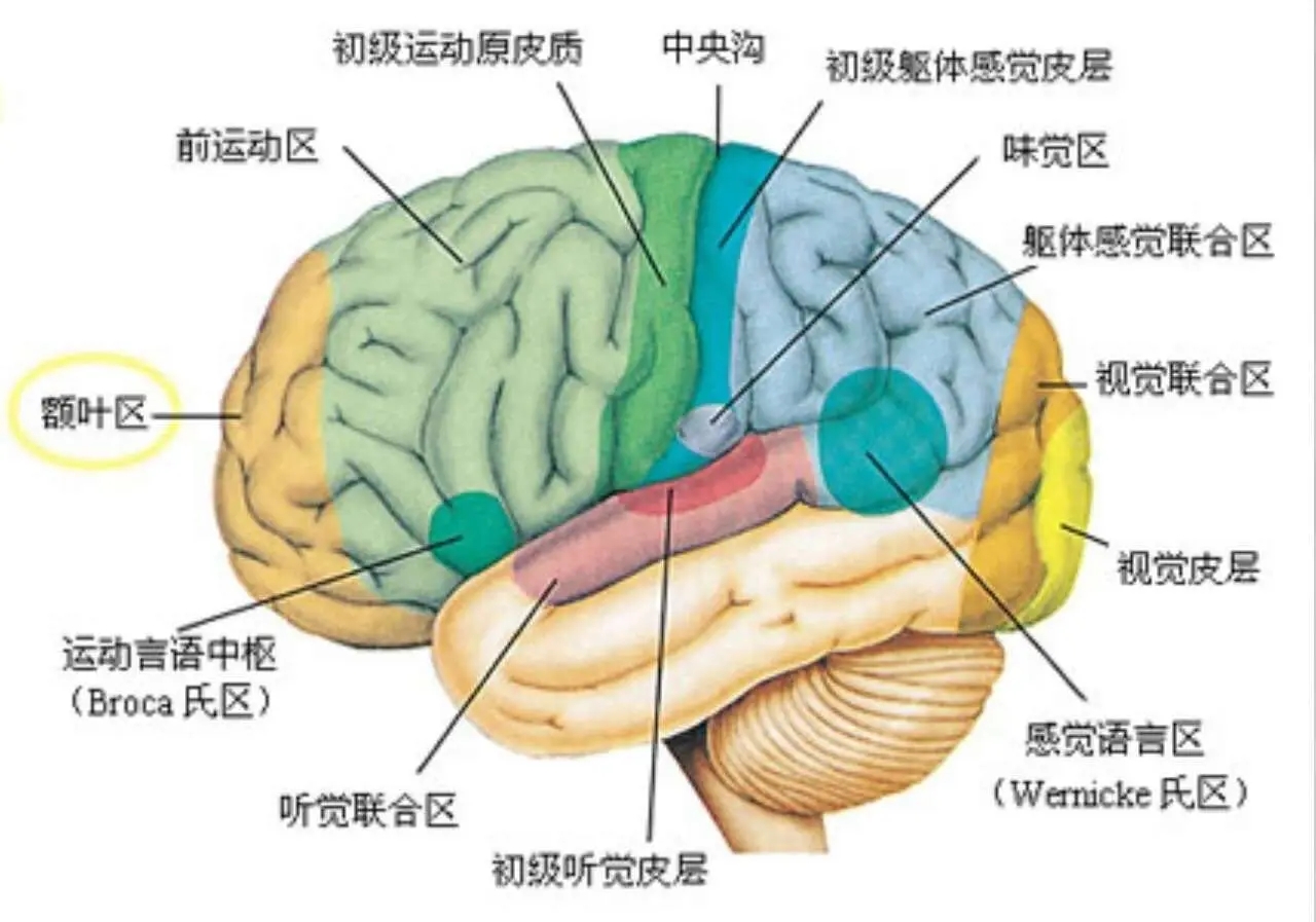 人类大脑为什么要删除3岁之前的记忆?