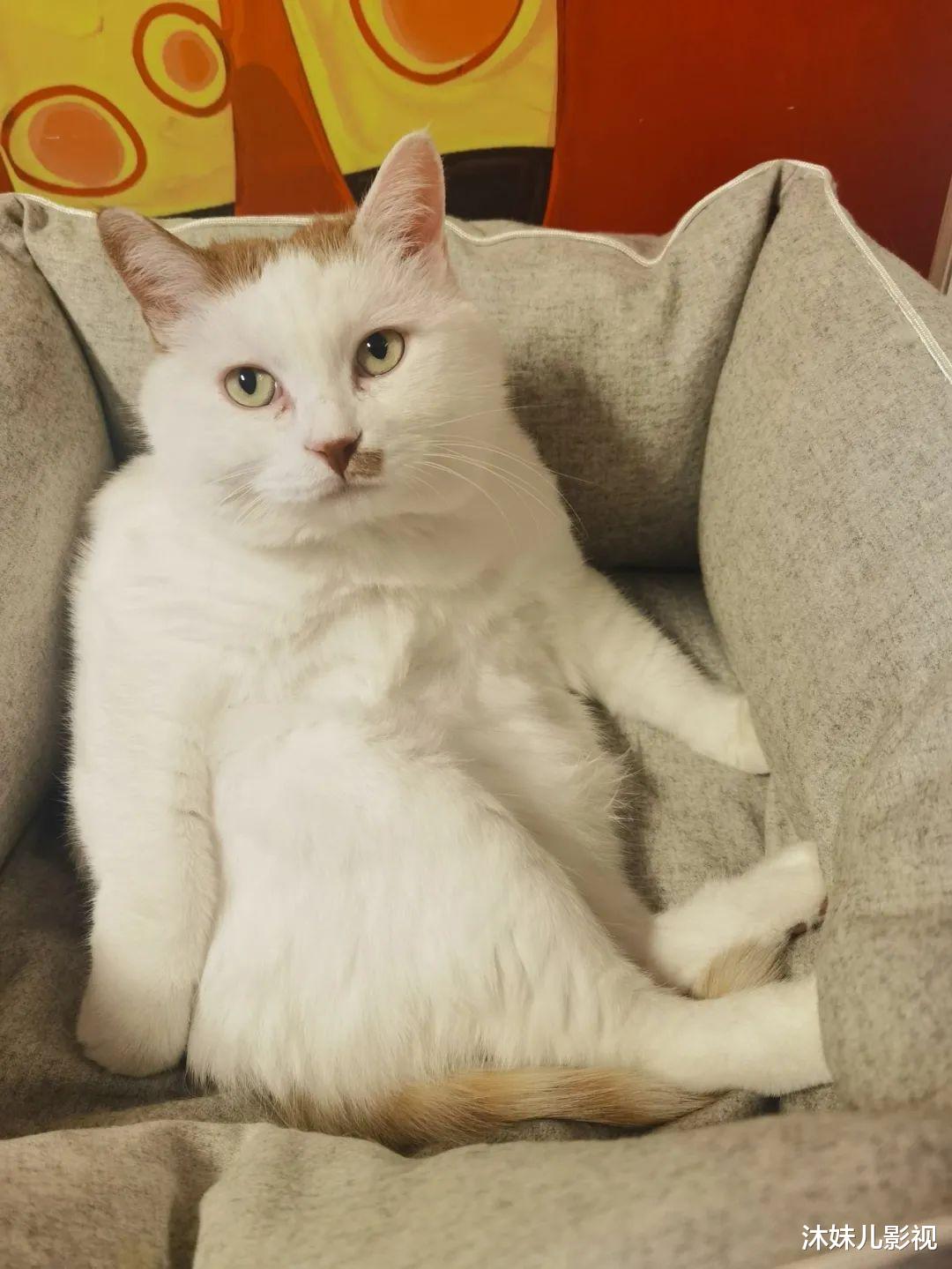 倪虹洁|倪虹洁：已离婚，有孩子，热恋中