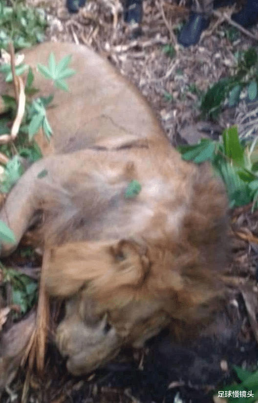 季后赛|民间拳王！曝非洲村民赤手空拳打死雄狮，球迷：奥尼尔都做不到