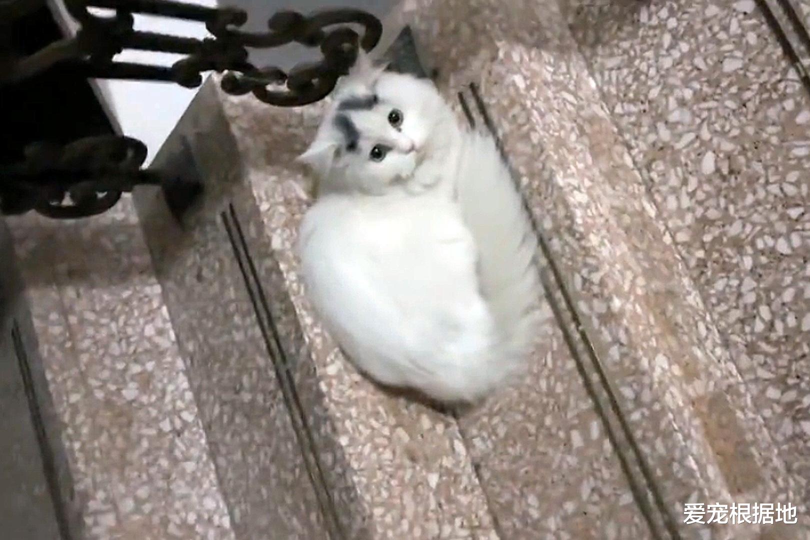 喂了一次的流浪猫，竟出现在好心人家门口，猫：喂了我还想跑？