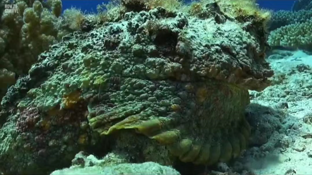 盘点地球上最危险的五种生物,最后一种遇上他你跑也跑不掉