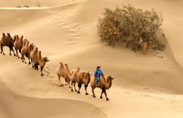 新疆维吾尔自治区|在沙漠里，就算是渴死，也别吃这种“野西瓜”，游客：我们又不傻