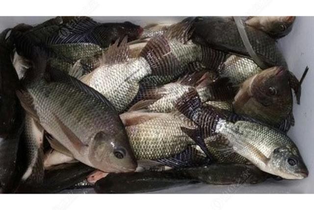 罗纳尔多|技巧篇罗非:钓罗非技巧分享-1