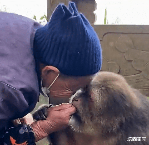 你见过把成熟稳重写在脸上的猴子吗