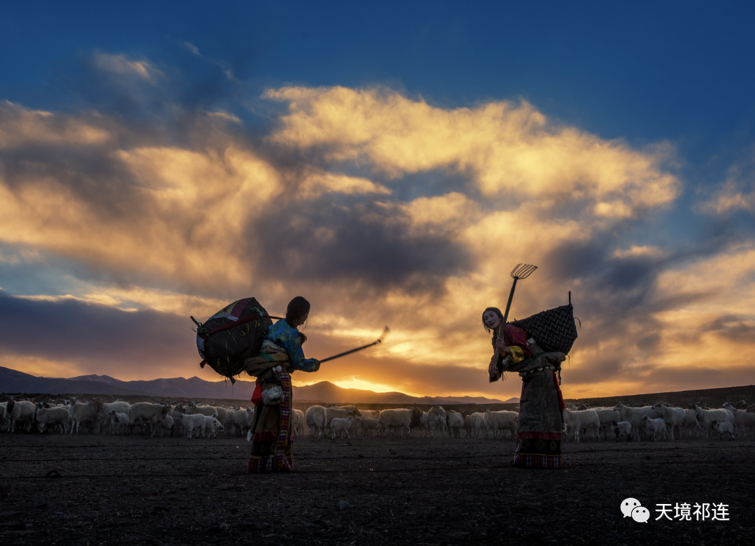 草原|7月，祁连草原上牧民转场，演绎与自然的和谐共生法则！