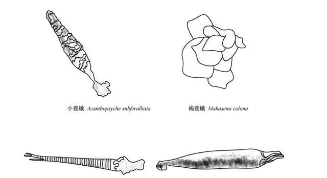 万万想不到！一只小虫子也能拥有非凡的建筑能力，构造还十分讲究