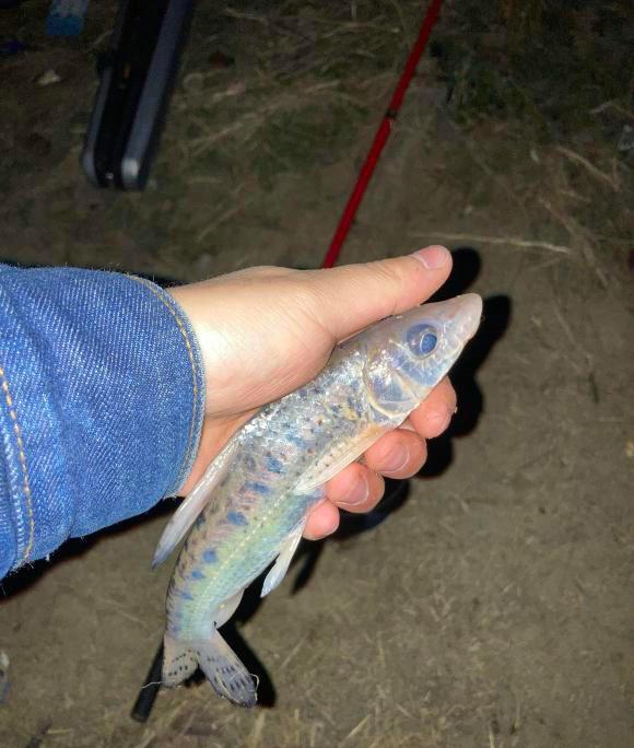 安徽|安徽芜湖:山下小河“花骨鱼”泛滥?钓鱼人:一夜钓了几十条