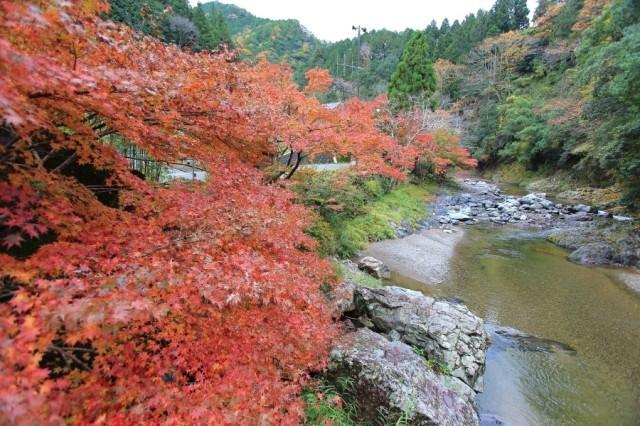 温泉|西日本地区的赏枫名地，这些地方值得一去