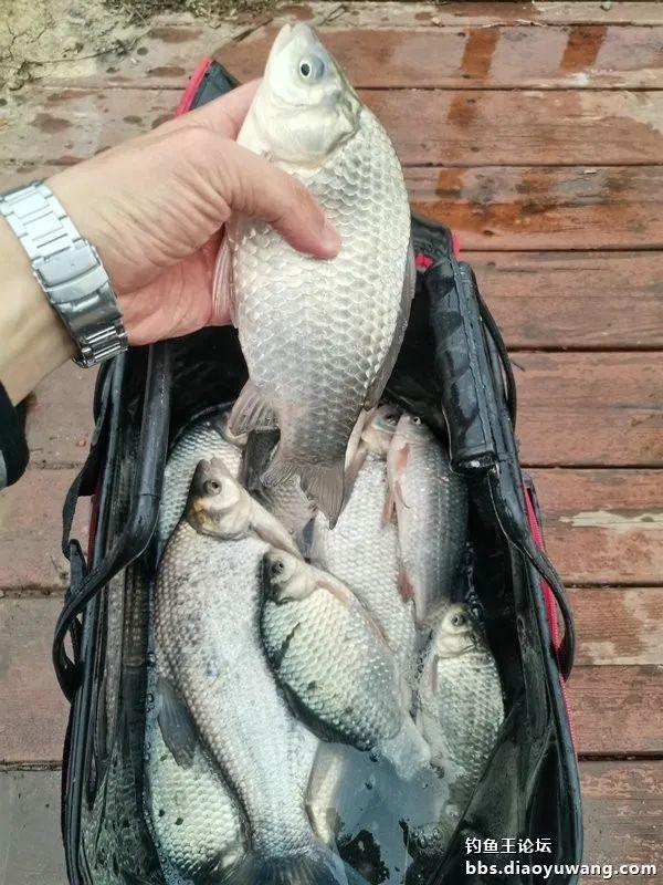 鳊鱼|新年鱼运好，细线擒草鳊