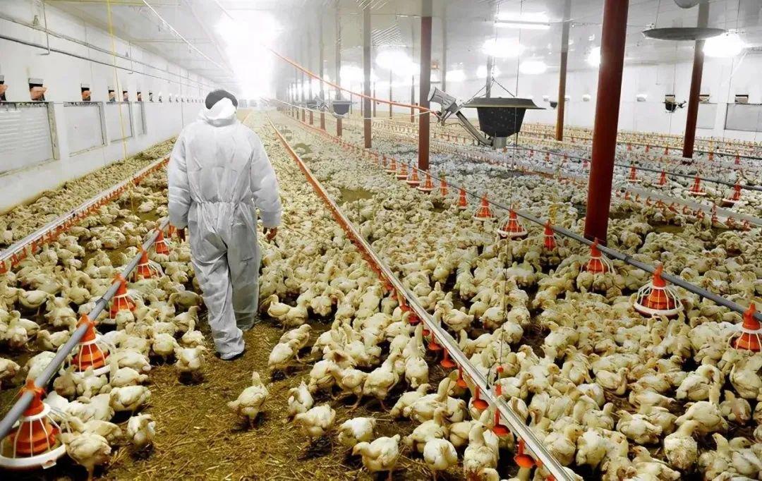 每年屠宰鸡1.6亿只,如今却被迫卖身,谁毁了“鸡肉大王”?