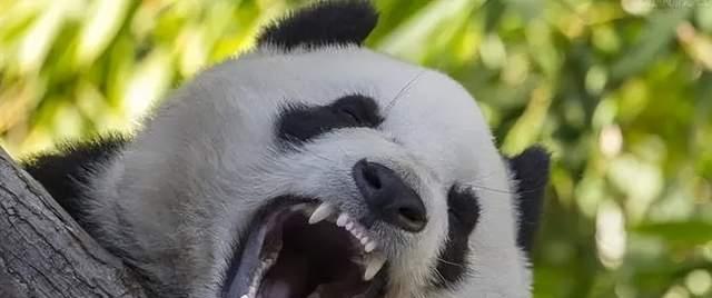 什么动物看起很可爱,但是对人类极其危险?
