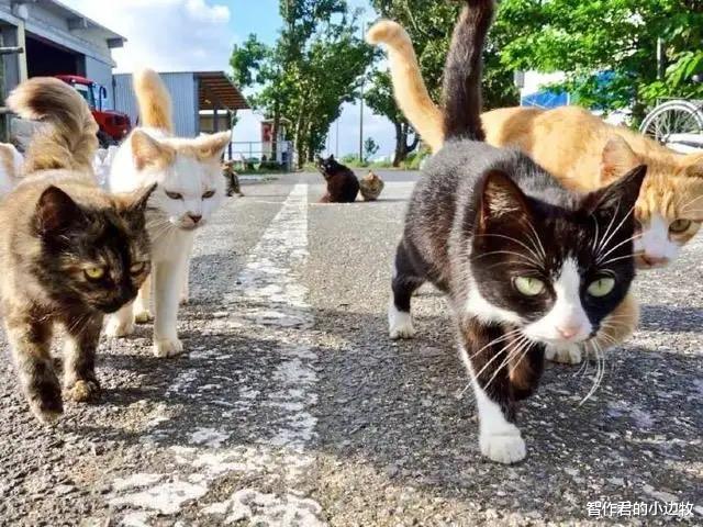 为什么感觉路上撞到的猫的数量要比狗多?