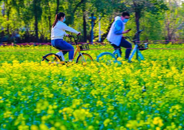 日出|采摘、露营、赏花……避开传统景区，沈阳人这么玩儿