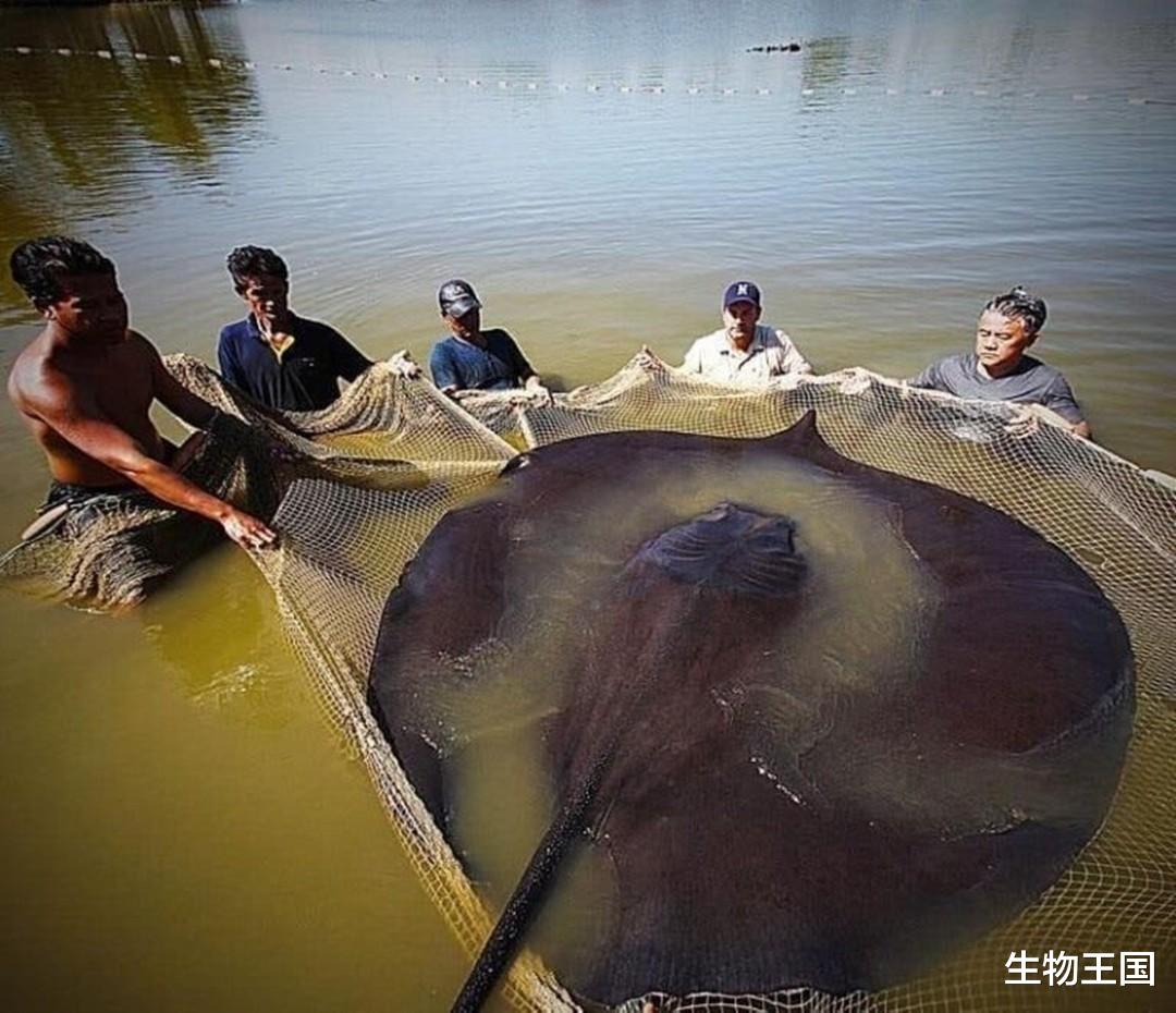 西双版纳|西双版纳河里有“吸血毯”，会拖人下水吸干血，到底是何种怪物