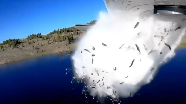 蚂蚁从高空坠落会摔死吗？