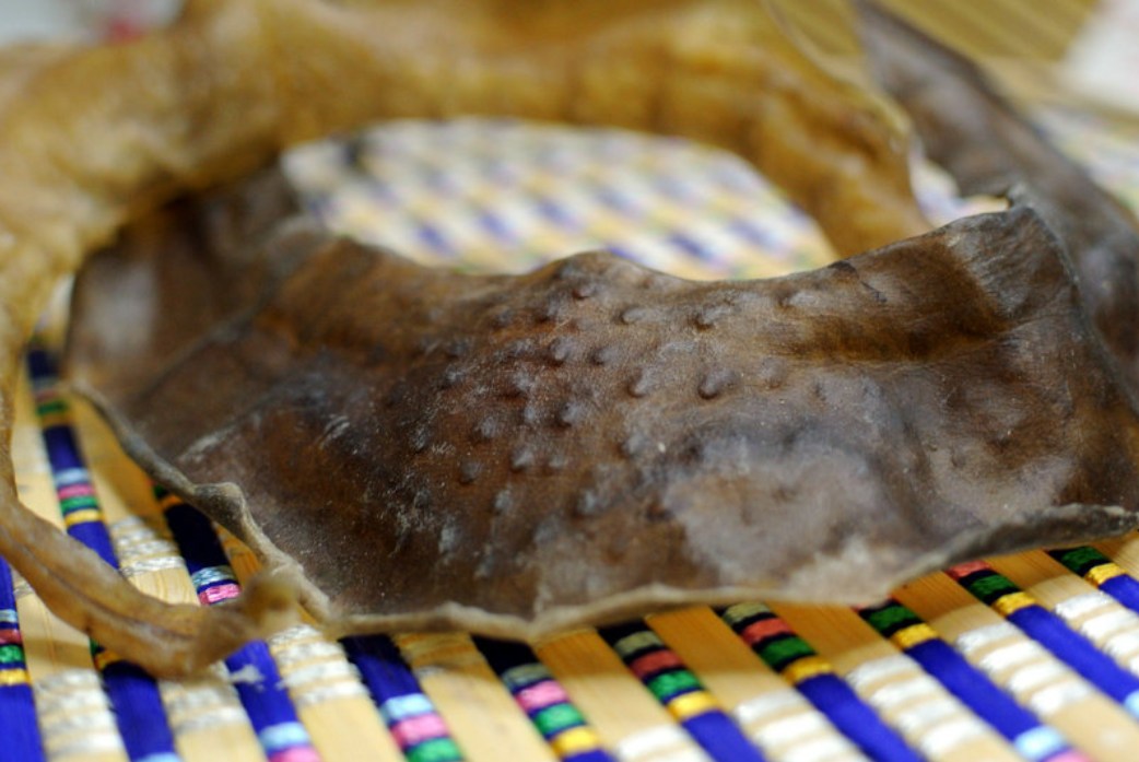 华山|佛罗里达鳖在中国多省出现,黄河或已“失守”?会泛滥成灾吗?