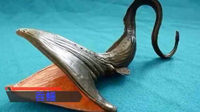 外表可爱却喜食脑，长相怪异被冠以撒旦之名，盘点那些奇特的生物