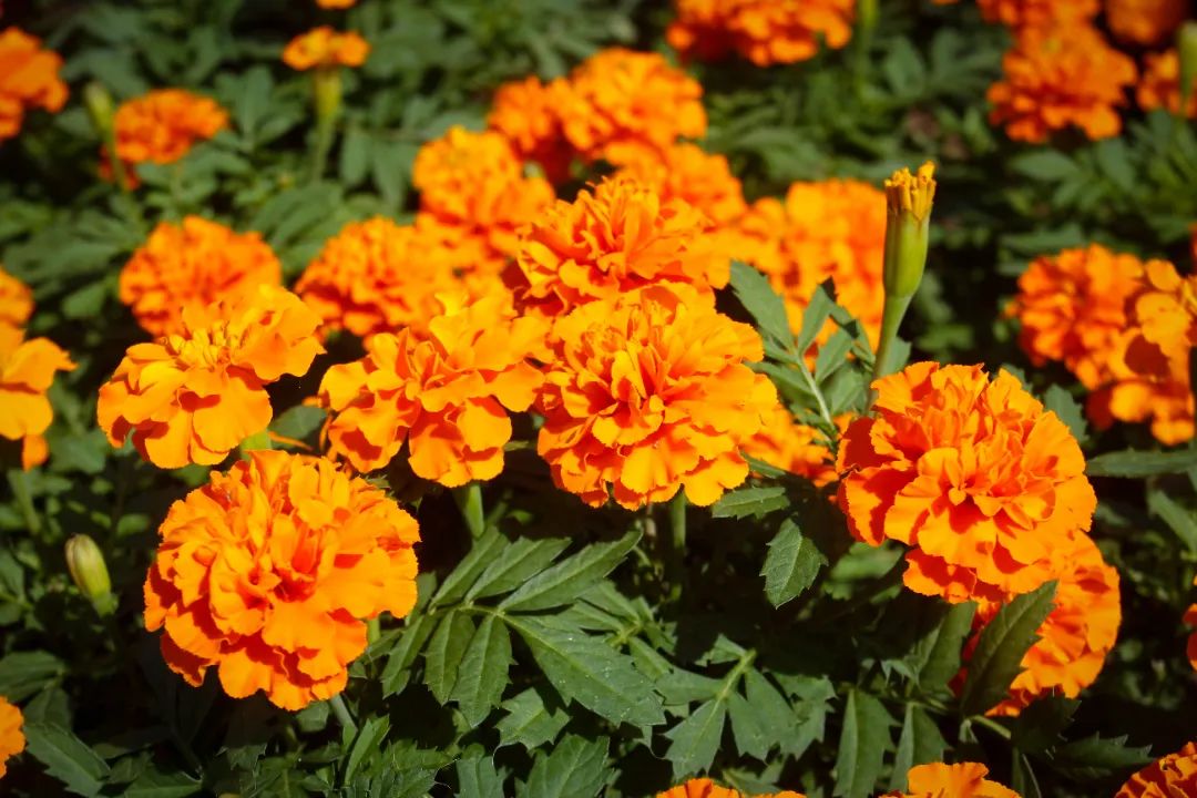 |秋日里的惊艳,开州的这个地方你去打卡了吗?