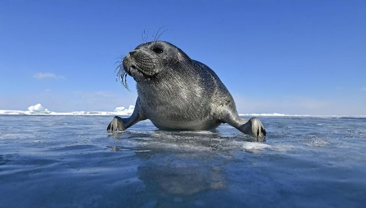 贝加尔湖明明是一个淡水湖,为什么会生活着海洋生物?