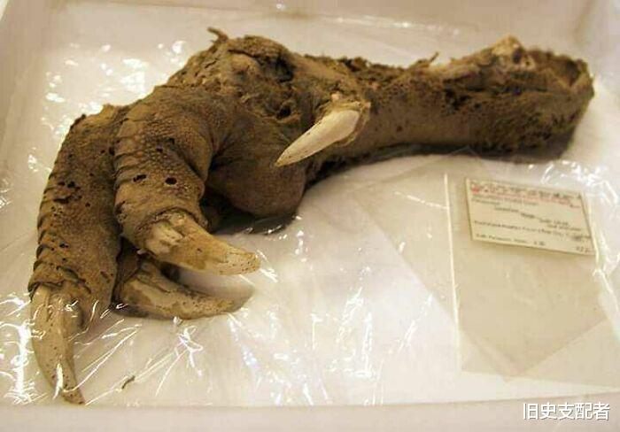 20个极为罕见的古生物化石,颠覆你对古代生物的想象