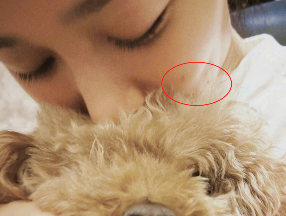 杨紫|杨紫真恋爱了?刘学义疑跟张予曦分手,杨紫晒出同款狗狗心情大好