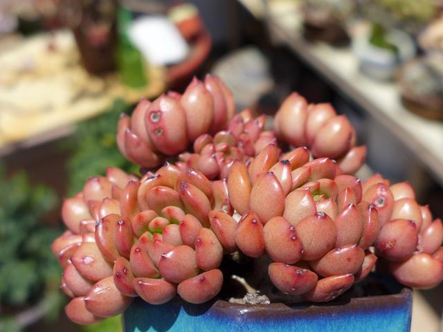 阳台上养护的红宝石能养出通红的颜色吗？能！做好3点尝试一下