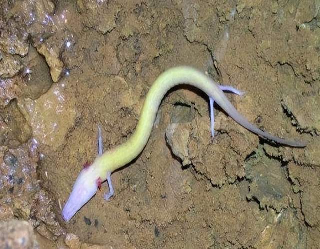 蛟龙的原型生物被找到?\走蛟\事件的真实性分析