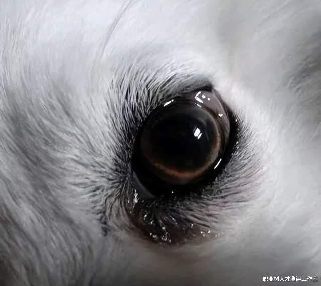 幸运数字|心理测验：哪一只才是狗的眼睛？测出你看人的眼光有多准？