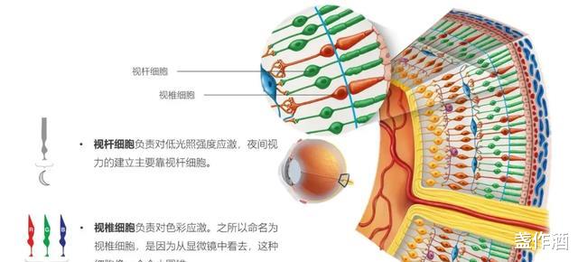 祥瑞之兆“白狍”现身内蒙古!这或许不是好事,白狍或被自然淘汰