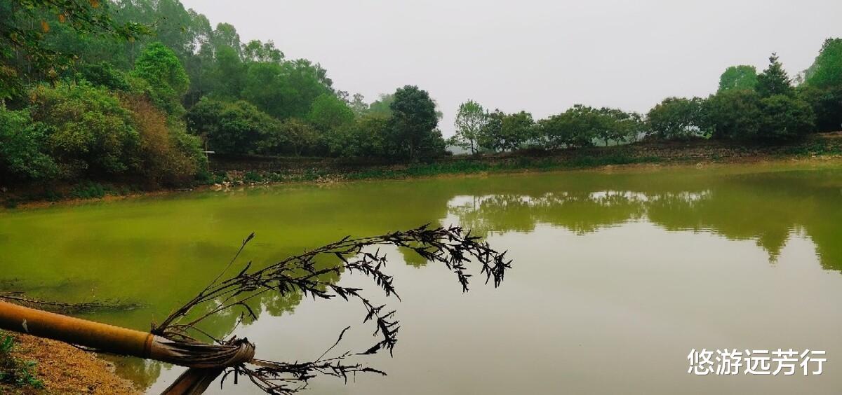 饵料|收费十元可以钓大鱼,鱼塘老板联明反被聪明误,这次赔大了